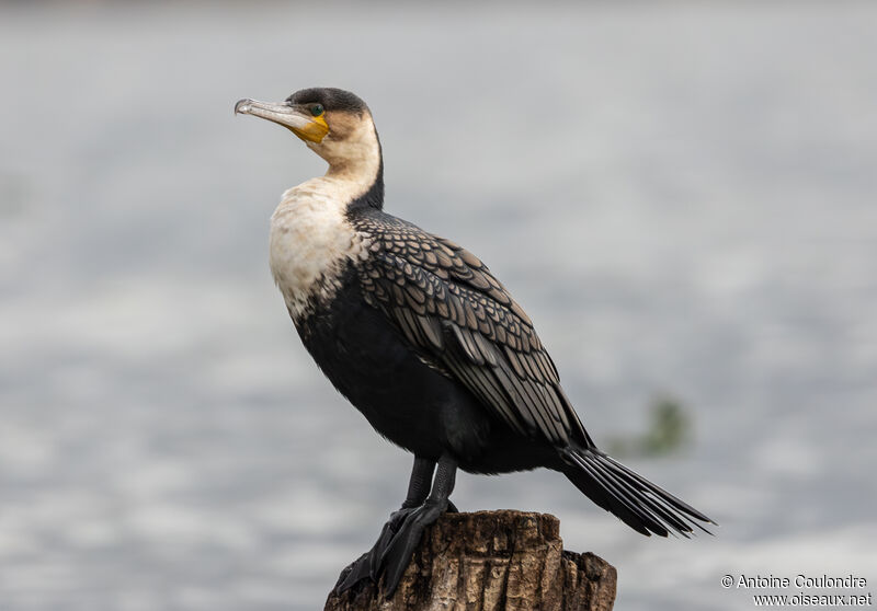 Grand Cormoranimmature