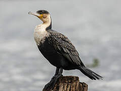 Great Cormorant