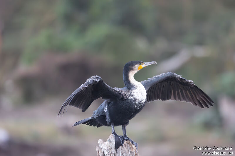 Grand Cormoranimmature