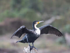 Great Cormorant