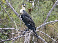 Great Cormorant