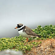 Common Ringed Plover