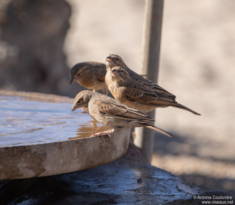 Great Sparrow female adult