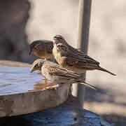 Great Sparrow