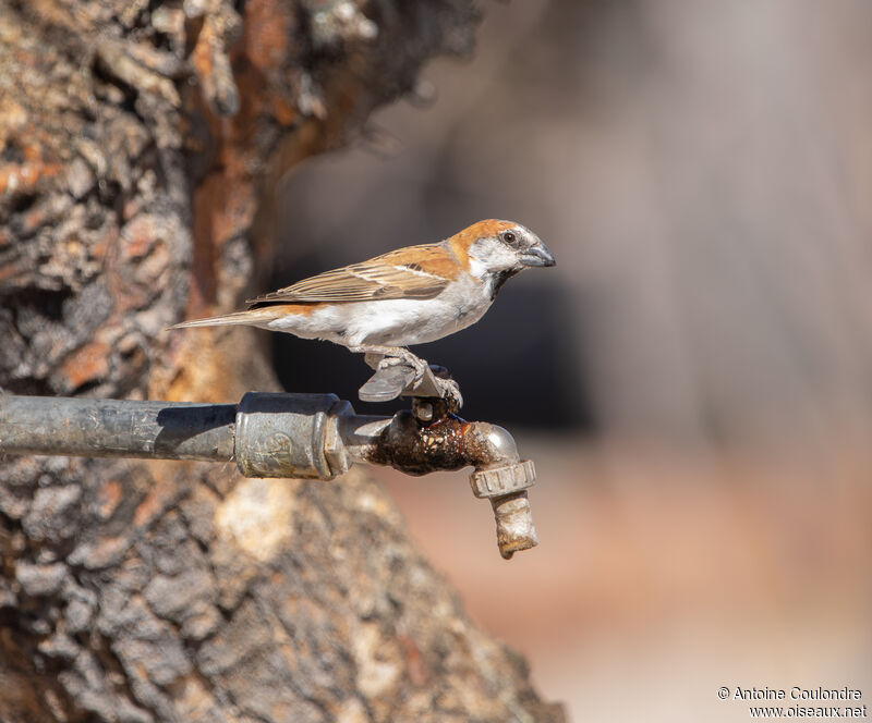 Great Sparrow male adult