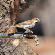 Great Sparrow