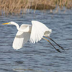 Grande Aigrette