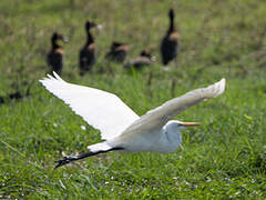 Grande Aigrette