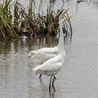 Grande Aigrette