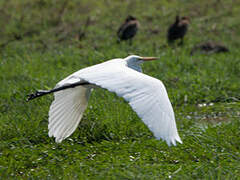 Grande Aigrette