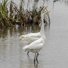 Grande Aigrette