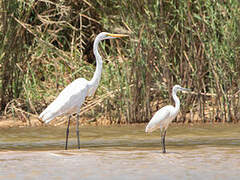 Grande Aigrette