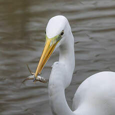 Grande Aigrette