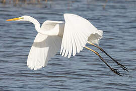 Grande Aigrette