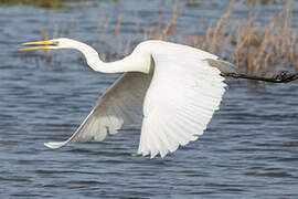 Grande Aigrette