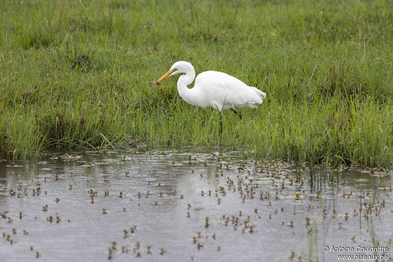 Great Egretadult, fishing/hunting, eats