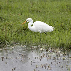 Grande Aigrette