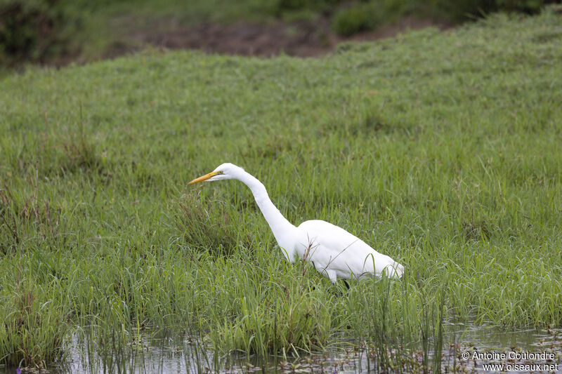 Great Egretadult, fishing/hunting