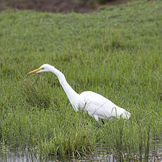 Grande Aigrette