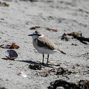 White-fronted Plover