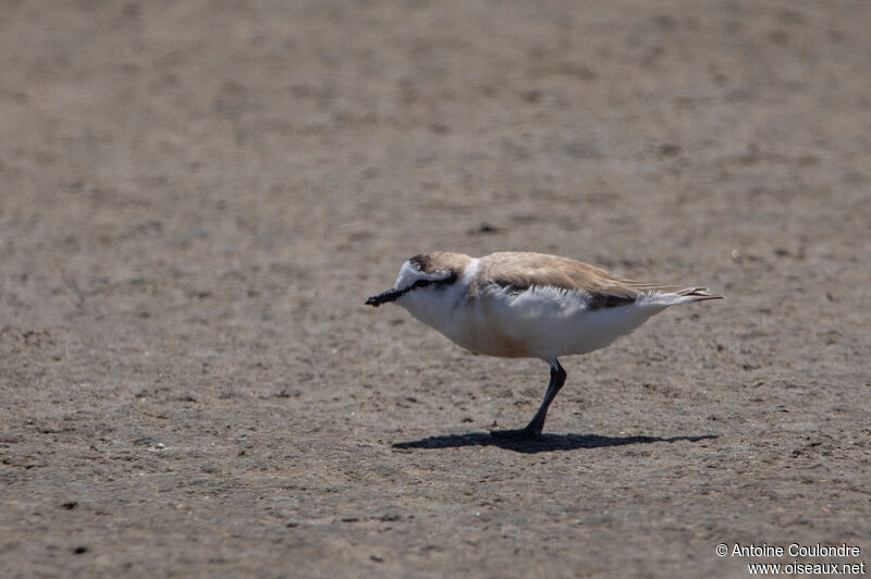 White-fronted Ploveradult post breeding