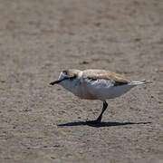 White-fronted Plover