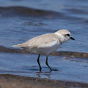 White-fronted Plover