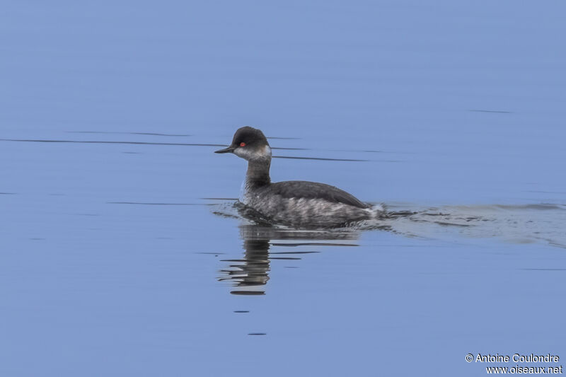 Black-necked Grebeadult post breeding