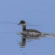 Black-necked Grebe