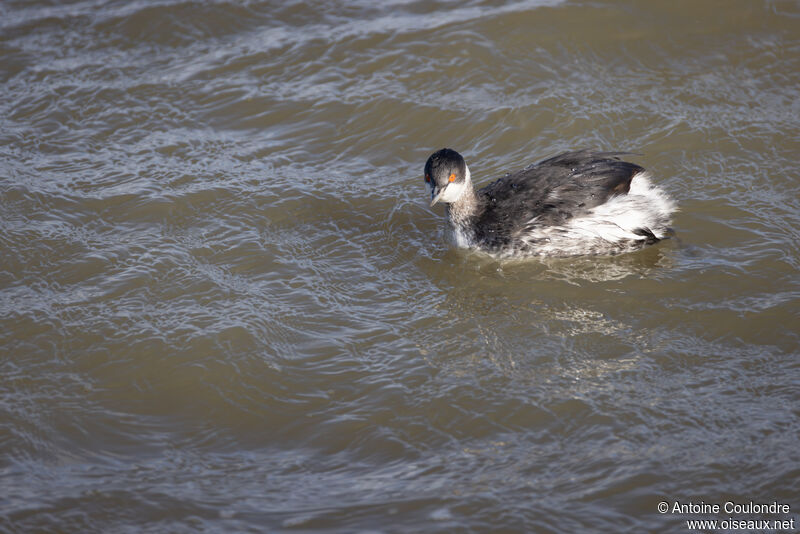 Black-necked Grebeadult post breeding