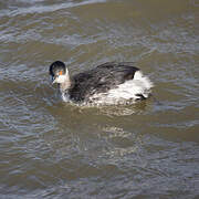 Black-necked Grebe