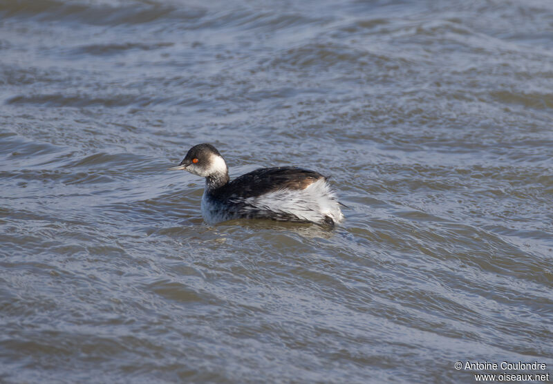 Black-necked Grebeadult post breeding