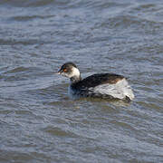 Black-necked Grebe