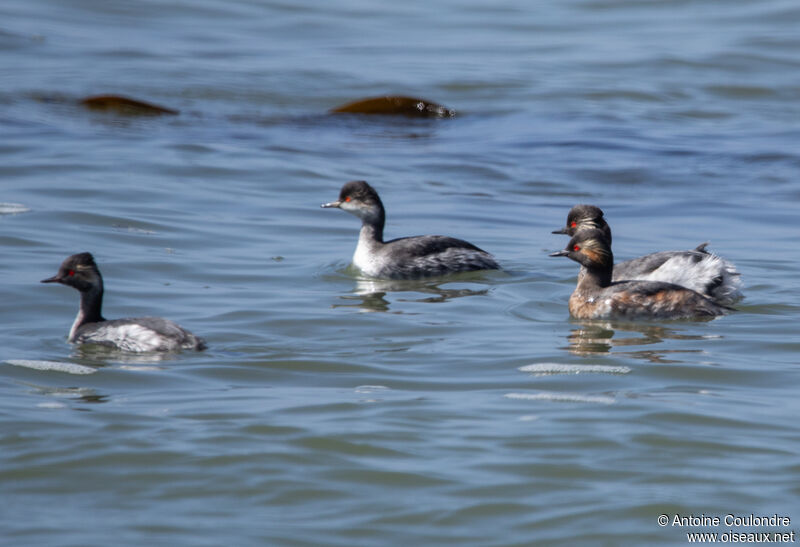 Black-necked Grebeadult post breeding