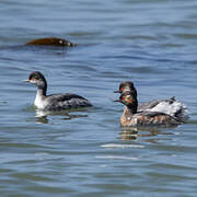 Black-necked Grebe