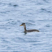 Red-necked Grebe