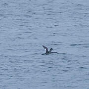 Red-necked Grebe