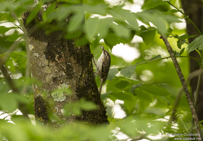 Short-toed Treecreeperadult, fishing/hunting, eats