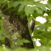 Short-toed Treecreeper