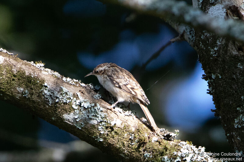 Short-toed Treecreeperadult