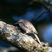 Short-toed Treecreeper