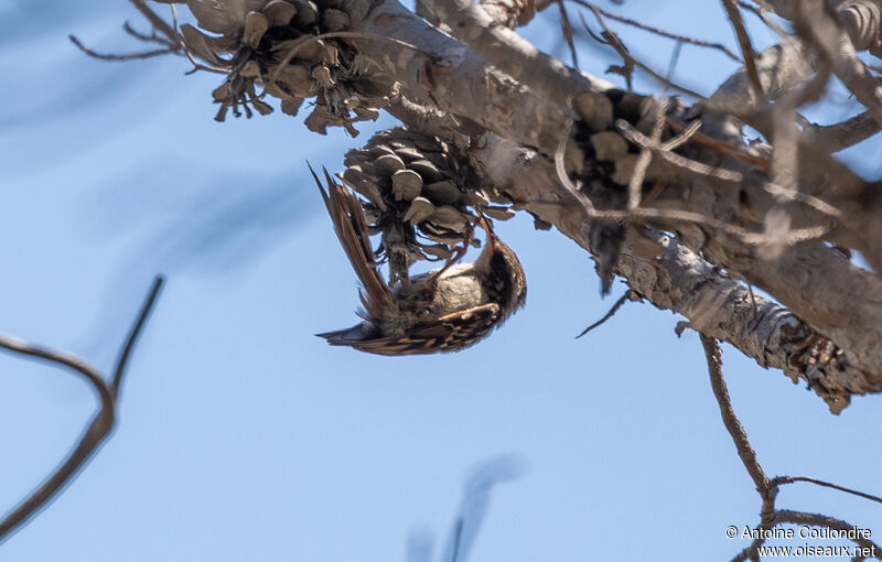 Short-toed Treecreeperadult