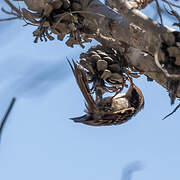 Short-toed Treecreeper