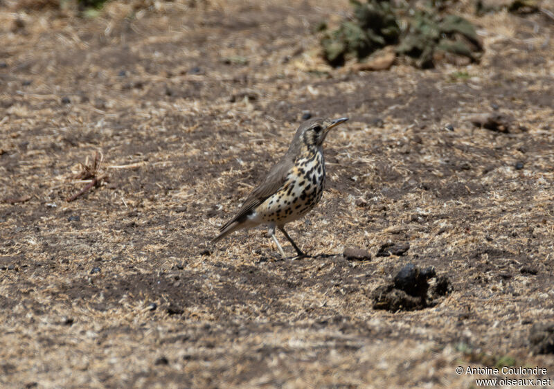 Grive d'Éthiopieadulte, mange