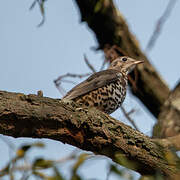 Mistle Thrush