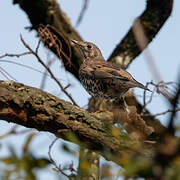 Mistle Thrush