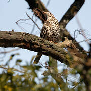 Mistle Thrush