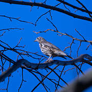 Mistle Thrush