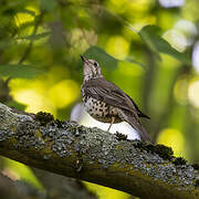 Mistle Thrush