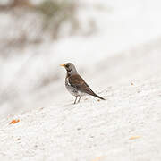 Fieldfare